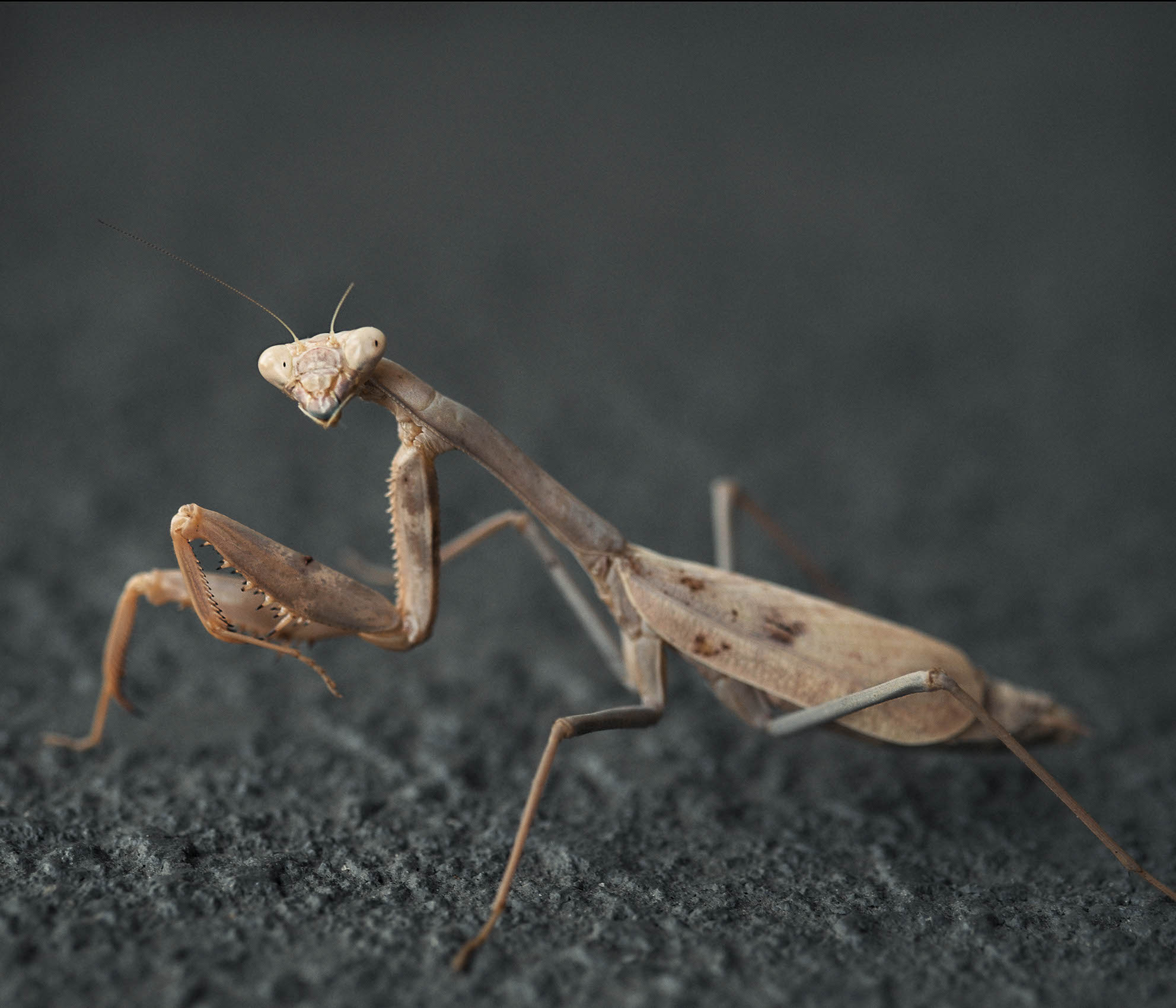 Mantis